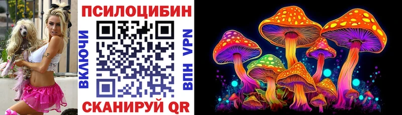 где купить наркоту  Ногинск  Псилоцибиновые грибы Psilocybe 